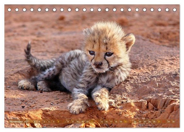 Produktbild: Geparden - Begegnungen in Afrika (Tischkalender 2027 DIN A5 quer), CALVENDO Monatskalender