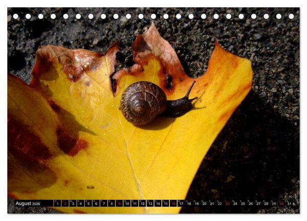 Produktbild: Schneckenleben (Tischkalender 2026 DIN A5 quer), CALVENDO Monatskalender