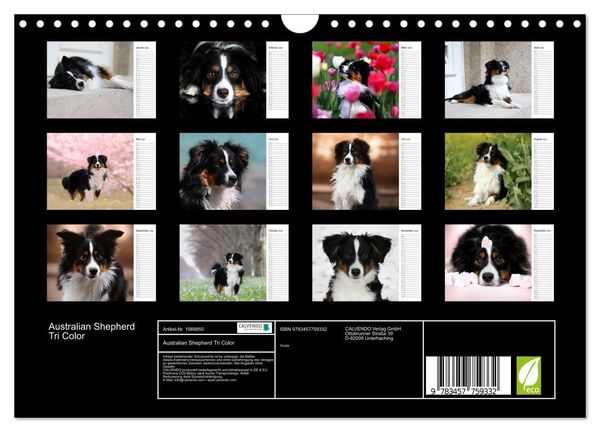 Produktbild: Australian Shepherd Tri Color (Wandkalender 2026 DIN A4 quer), CALVENDO Monatskalender