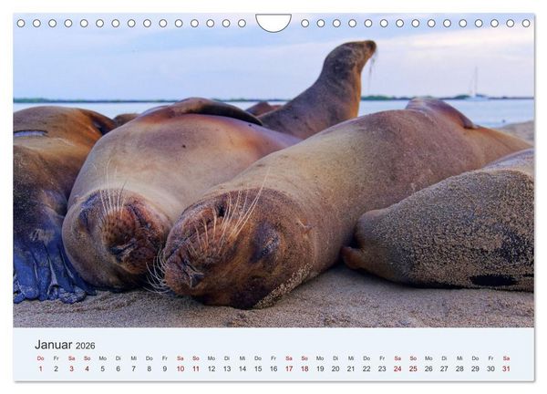 Produktbild: Entdecke Galapagos (Wandkalender 2026 DIN A4 quer), CALVENDO Monatskalender