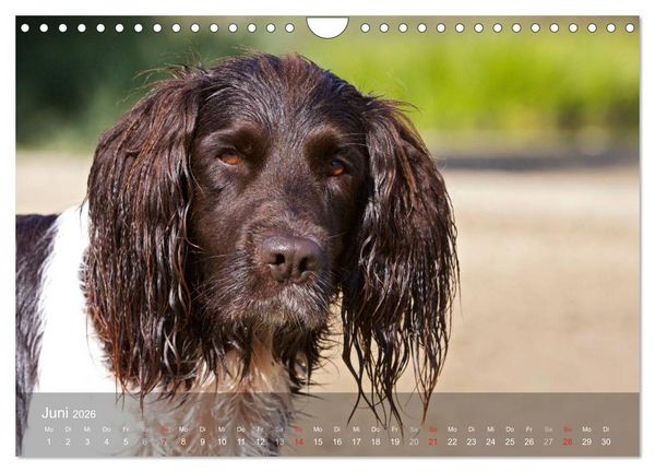 Produktbild: Kleiner M&uuml;nsterl&auml;nder Vorstehhund (Wandkalender 2026 DIN A4 quer), CALVENDO Monatskalender