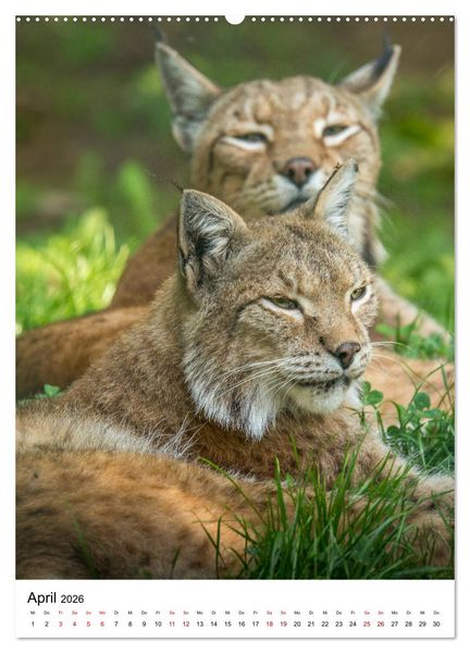 Produktbild: Der eurasische Luchs (hochwertiger Premium Wandkalender 2026 DIN A2 hoch), Kunstdruck in Hochglanz