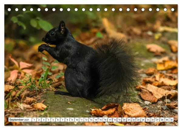 Produktbild: Eichh&ouml;rnchen - Kleine Tiere mit gro&szlig;em Charakter (Tischkalender 2027 DIN A5 quer), CALVENDO Monatskalender