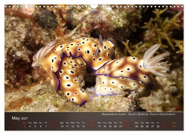 Produktbild: Nudibranchs on the ocean floor (Wall Calendar 2027 DIN A3 landscape), CALVENDO 12 Month Wall Calendar