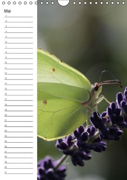 Produktbild: Tierische Kleinigkeiten / Geburtstagskalender (Wandkalender immerw&auml;hrend DIN A4 hoch)