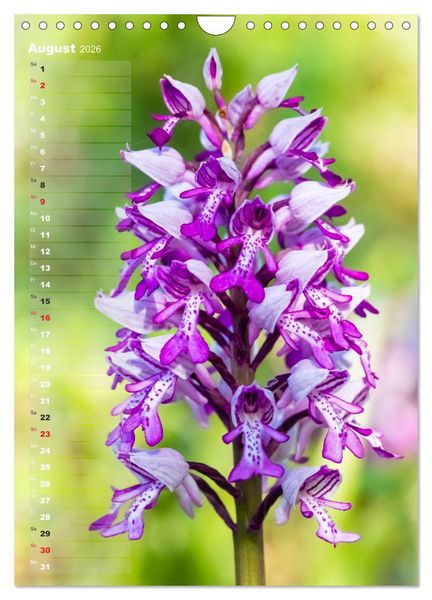 Produktbild: Auf der Suche nach Orchideen in Deutschland (Wandkalender 2026 DIN A4 hoch), CALVENDO Monatskalender