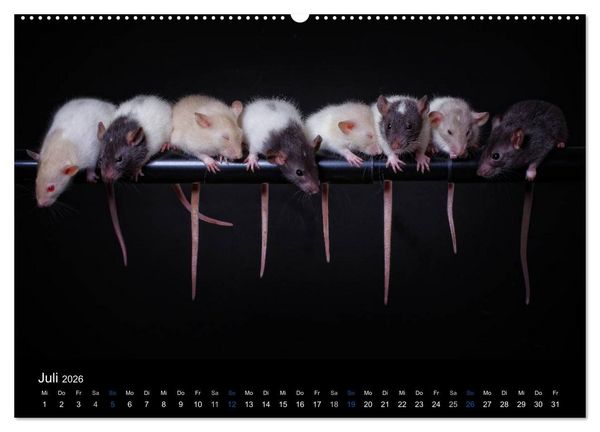 Produktbild: Ratten. Die gro&szlig;e Welt der kleinen Nager (hochwertiger Premium Wandkalender 2026 DIN A2 quer), Kunstdruck in Hochglanz