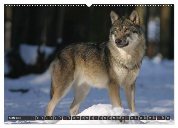 Produktbild: W&ouml;lfe. Graue Eminenzen (hochwertiger Premium Wandkalender 2026 DIN A2 quer), Kunstdruck in Hochglanz