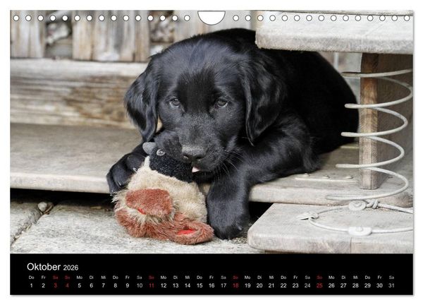 Produktbild: Flatcoated Retriever (Wandkalender 2026 DIN A4 quer), CALVENDO Monatskalender