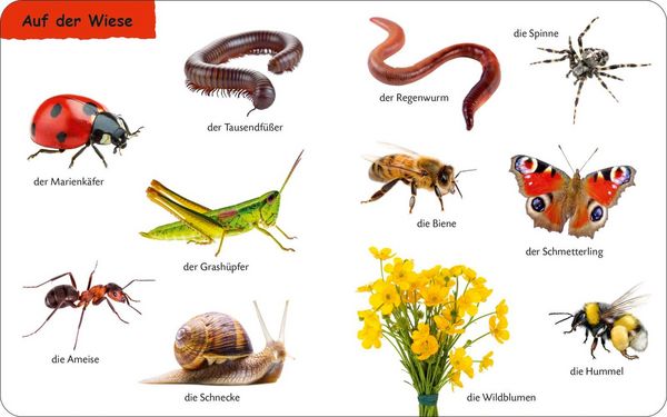 Produktbild: Duden 12+: Kennst du das? Die Tiere