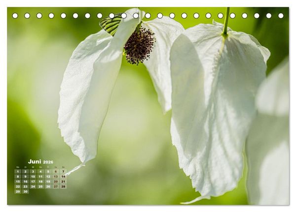 Produktbild: Fr&uuml;hlingstr&auml;ume in Wei&szlig; (Tischkalender 2026 DIN A5 quer), CALVENDO Monatskalender