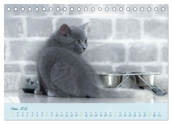 Produktbild: Ein kleiner Kater entdeckt die Welt! (Tischkalender 2026 DIN A5 quer), CALVENDO Monatskalender