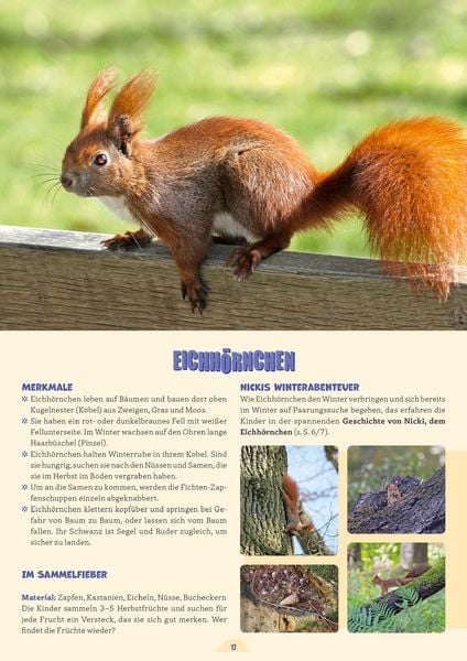 Produktbild: Kleine Waldentdecker: Tiere