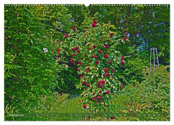 Produktbild: Rosengarten auf dem Beutig (Wandkalender 2026 DIN A2 quer), CALVENDO Monatskalender