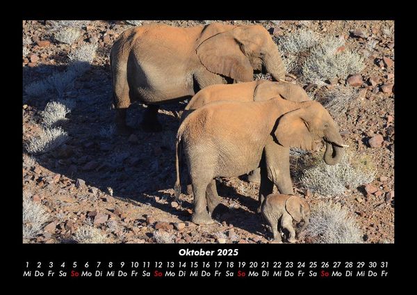 Produktbild: Elefanten 2025 Fotokalender DIN A3