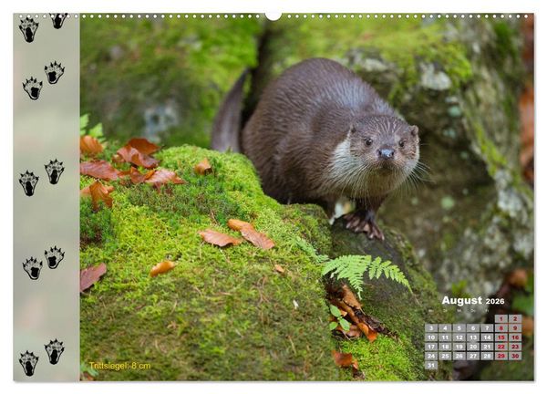 Produktbild: Tierspuren in der Natur (hochwertiger Premium Wandkalender 2026 DIN A2 quer), Kunstdruck in Hochglanz