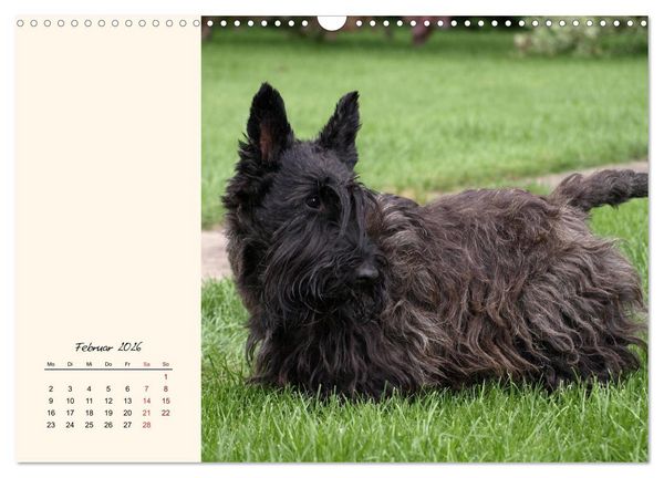 Produktbild: Scottish Terrier - Charmantes Rauhbein (Wandkalender 2026 DIN A3 quer), CALVENDO Monatskalender