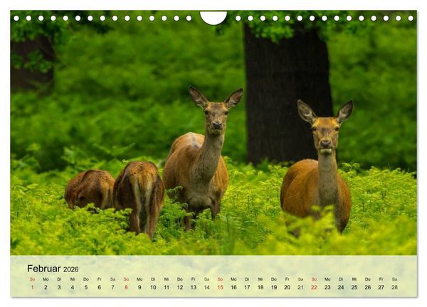 Produktbild: Rotwild. Edle Hirsche, stolze K&uuml;he (Wandkalender 2026 DIN A4 quer), CALVENDO Monatskalender