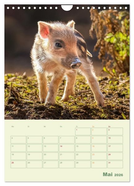 Produktbild: Waldmomente (Wandkalender 2026 DIN A4 hoch), CALVENDO Monatskalender