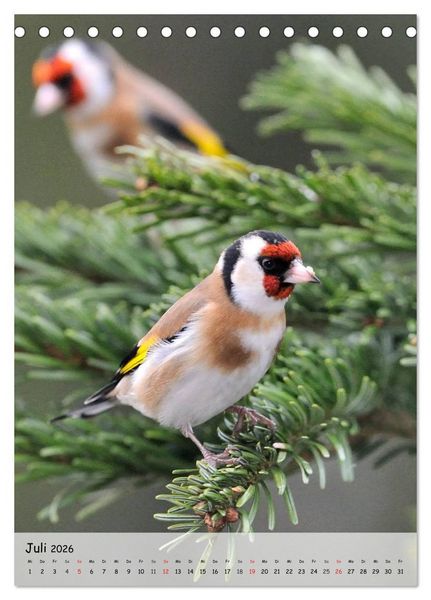 Produktbild: V&ouml;gel im heimischen Garten (Tischkalender 2026 DIN A5 hoch), CALVENDO Monatskalender