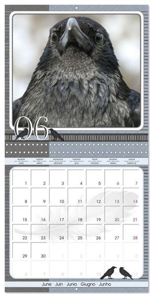 Produktbild: Saar, I: Crows. Portraits of Intelligence. Cleverly schedule