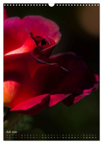 Produktbild: Gartenrosen (Wandkalender 2026 DIN A3 hoch), CALVENDO Monatskalender