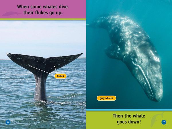 Produktbild: Nat Geo Reader - Whales L1