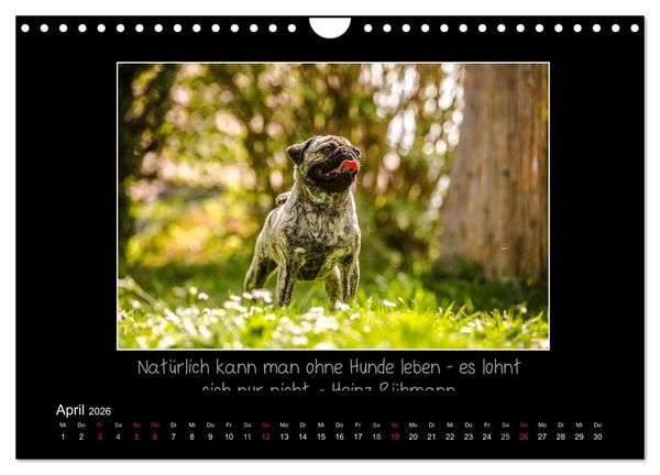 Produktbild: M&ouml;pse 2026 (Wandkalender 2026 DIN A4 quer), CALVENDO Monatskalender