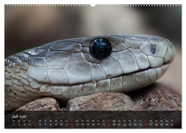 Produktbild: Giftschlangen (hochwertiger Premium Wandkalender 2026 DIN A2 quer), Kunstdruck in Hochglanz