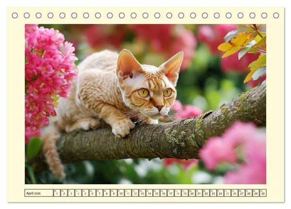 Produktbild: Devon Rex Katzen. Der aufgeweckte Kobold im Garten (Tischkalender 2026 DIN A5 quer), CALVENDO Monatskalender