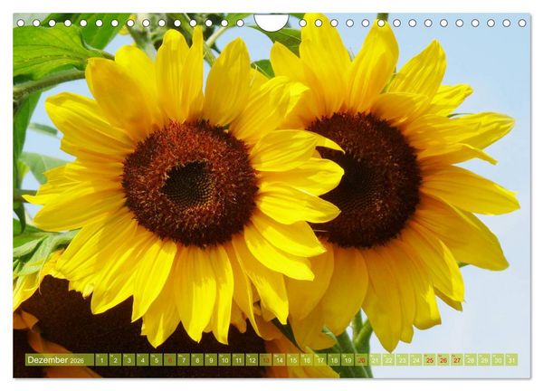 Produktbild: Sonnenblumenwelt (Wandkalender 2026 DIN A4 quer), CALVENDO Monatskalender