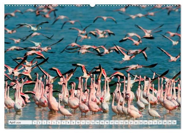 Produktbild: S&uuml;dafrika / Landschaften & Tiere / Christian Heeb (hochwertiger Premium Wandkalender 2026 DIN A2 quer), Kunstdruck in Hochglanz