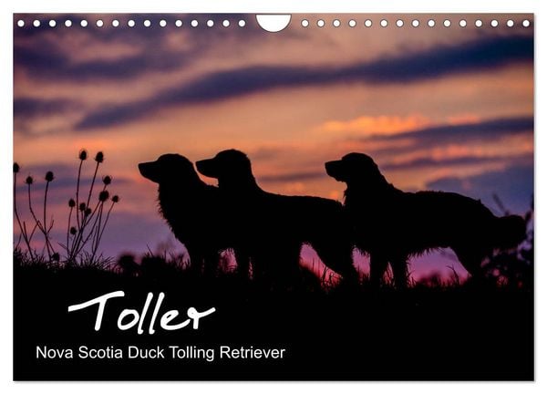 Produktbild: Toller - Nova Scotia Duck Tolling Retriever (Wandkalender 2026 DIN A4 quer), CALVENDO Monatskalender