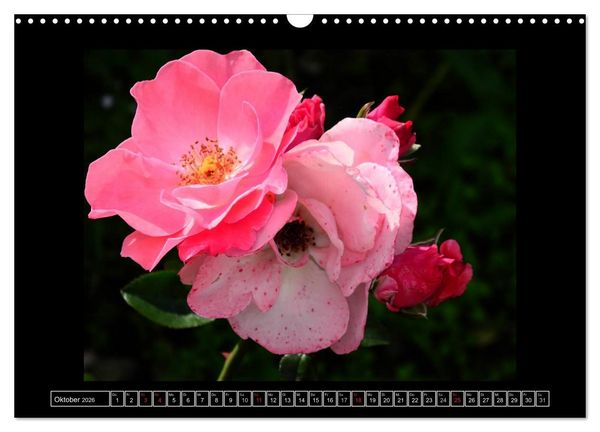 Produktbild: Im Duft der Rosen (Wandkalender 2026 DIN A3 quer), CALVENDO Monatskalender