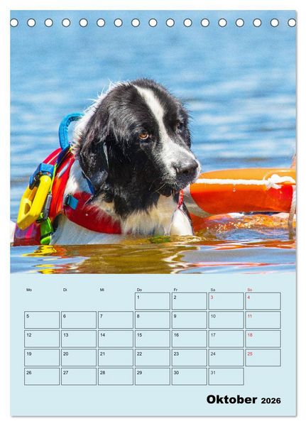 Produktbild: Familienplaner Landseer - Freund und Retter (Tischkalender 2026 DIN A5 hoch), CALVENDO Monatskalender
