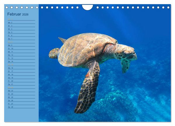 Produktbild: Momente im Blau - Ein Terminplaner f&uuml;r Unterwasser-Freunde (Wandkalender 2026 DIN A4 quer), CALVENDO Monatskalender