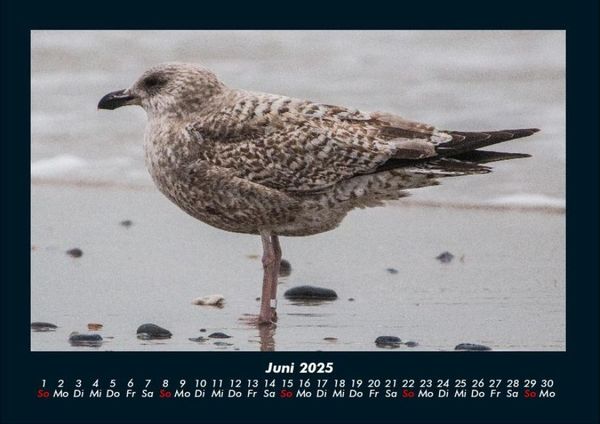 Produktbild: Vogelparadies 2025 Fotokalender DIN A4