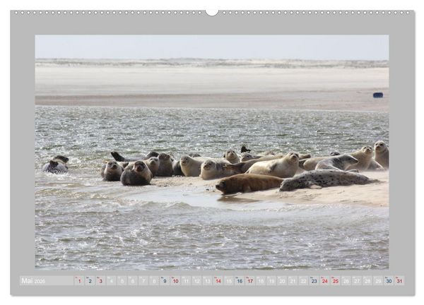 Produktbild: Juist - Kleine Insel, Gro&szlig;e Freiheit (hochwertiger Premium Wandkalender 2026 DIN A2 quer), Kunstdruck in Hochglanz
