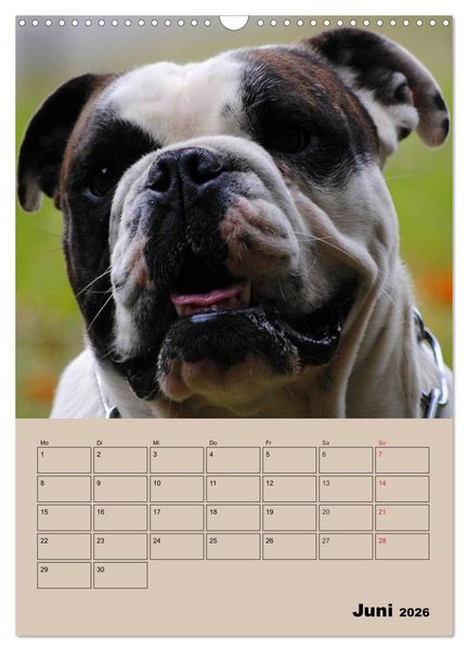 Produktbild: Bulldoggen-Gesichter (Wandkalender 2026 DIN A3 hoch), CALVENDO Monatskalender