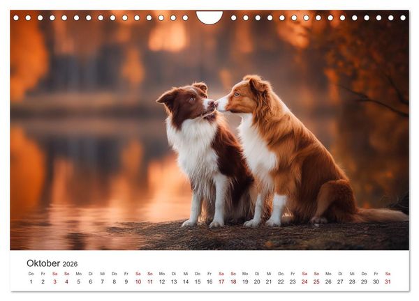 Produktbild: Sch&ouml;n, schlau, schnell! - Der Border Collie - Kalender (Wandkalender 2026 DIN A4 quer), CALVENDO Monatskalender