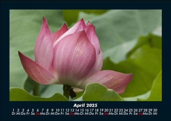 Produktbild: Blumentr&auml;ume 2025 Fotokalender DIN A5