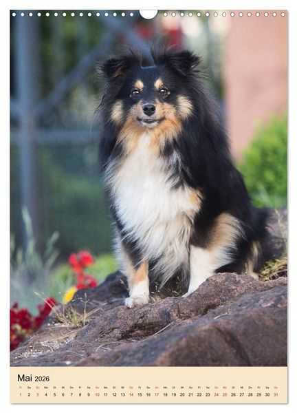 Produktbild: Mit Shelties durchs Jahr (Wandkalender 2026 DIN A3 hoch), CALVENDO Monatskalender