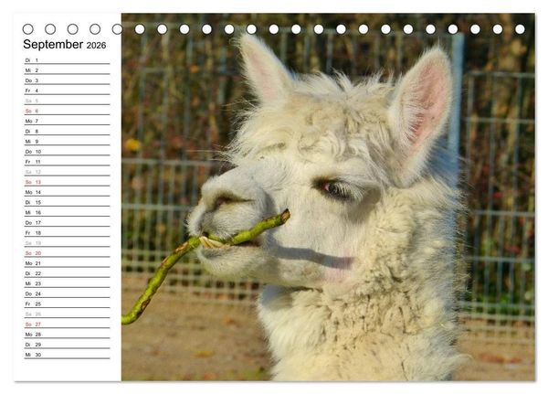 Produktbild: Alpakas und Lamas (Tischkalender 2026 DIN A5 quer), CALVENDO Monatskalender