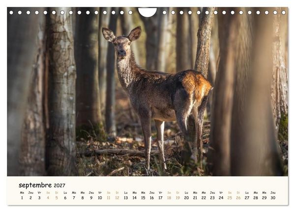 Produktbild: Les murmures de la for&ecirc;t - Regards d'animaux (Calendrier mural 2027 DIN A4 vertical), CALVENDO calendrier mensuel