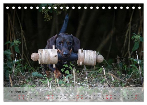 Produktbild: Treue Jagdgef&auml;hrten - Kleine Jagdhunde im Einsatz (Tischkalender 2026 DIN A5 quer), CALVENDO Monatskalender
