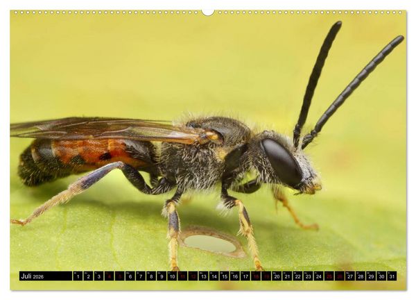 Produktbild: Faszination Makrofotografie: Wespen und Bienen (hochwertiger Premium Wandkalender 2026 DIN A2 quer), Kunstdruck in Hochglanz