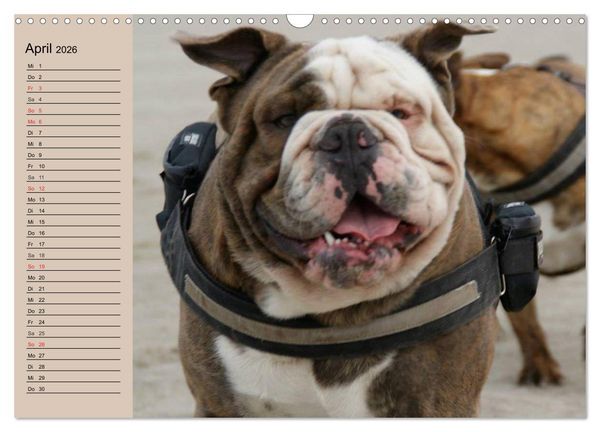 Produktbild: Faszination Bulldogge (Wandkalender 2026 DIN A3 quer), CALVENDO Monatskalender