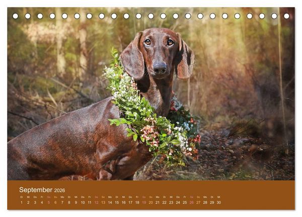 Produktbild: Der Dackel (Tischkalender 2026 DIN A5 quer), CALVENDO Monatskalender