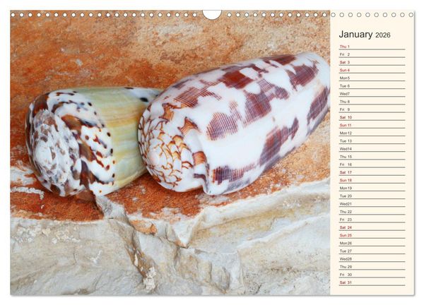 Produktbild: Shells, Stones and Sand (Wall Calendar 2026 DIN A3 landscape), CALVENDO 12 Month Wall Calendar