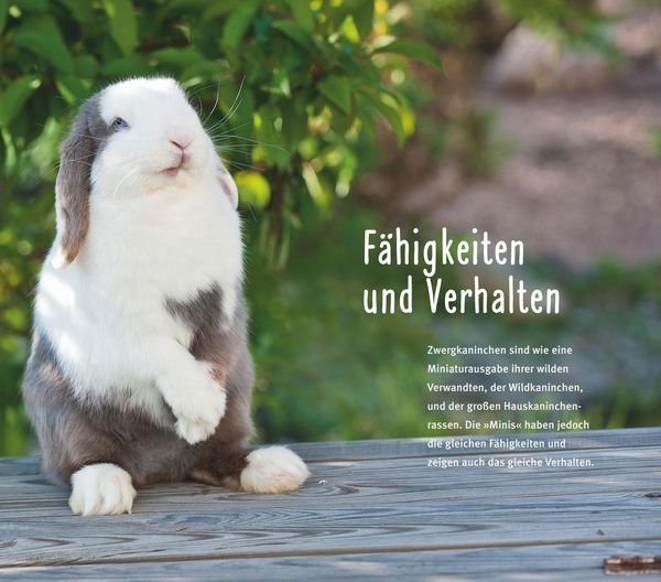 Produktbild: 300 Fragen zum Zwergkaninchen